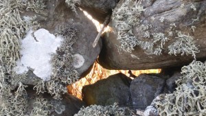 Lichen in Liscannor
